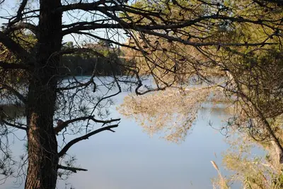 a view of a lake through the branches of a tree at Ca l'Helena in Castellet