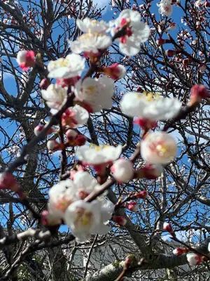 a bunch of white flowers on a tree at Villa Felicidad in Vilanova i la Geltrú