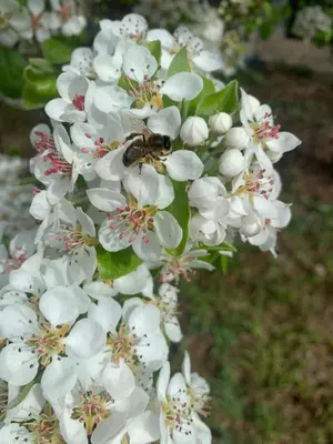a bee is sitting on a white flower at Villa Felicidad in Vilanova i la Geltrú
