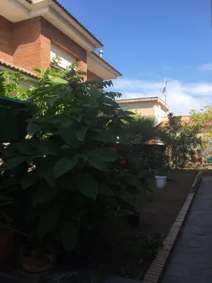 a large green bush in front of a house at Casa de Aurora in Rubí
