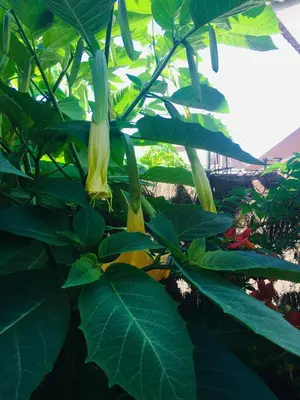 a yellow flower on a plant with green leaves at Casa de Aurora in Rubí