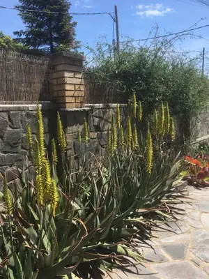 a plant with yellow flowers in a garden at Casa de Aurora in Rubí