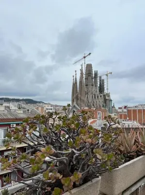 a tree in a pot in front of a city at Sagrada Familia in Barcelona