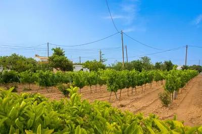 a row of green plants in a field at Masia Cal Sisplau, con piscina y rodeada de viñedos a 10 minutos de Vilafranca del Penedés, Barcelona ,Cataluña in San Martín Sarroca