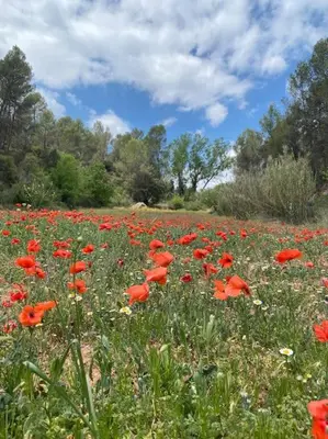 a field of red poppies in a field at Cal Masses , St. Salvador de Guardiola in Guardiola