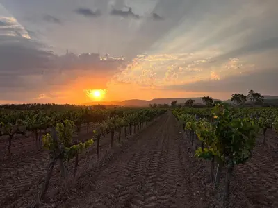 a vineyard with the sun setting in the background at Cal Muntanyès in Font-Rubí