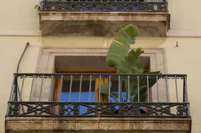 a plant in a balcony on a building at Hostal Sol y K in Barcelona