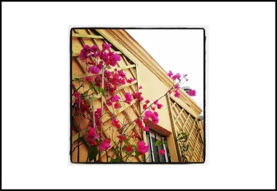 a bunch of pink flowers hanging from a building at The Panoramic View Born Penthouse in Barcelona