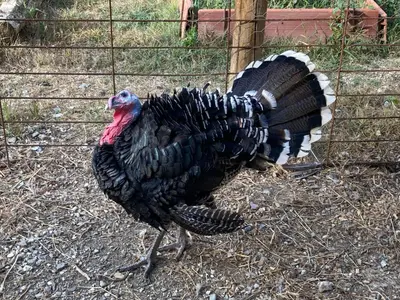 a turkey is walking around in a field at Habitación suite en Masía Can Robira in Els Hostalets