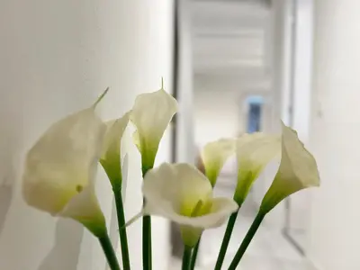 a group of white flowers in a vase at White Apartment Barcelona in Barcelona
