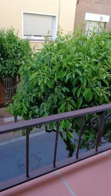 a bunch of green plants in a container at Nice Apartment 2 Bedrooms Well Connected in Cornellà de Llobregat