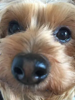 a close up of a brown dog with its face at Estudio nuevo! Al lado del metro L1 L4 L5 in Barcelona