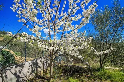 a tree with white flowers in front of a fence at Catalunya Casas Modern Hilltop Haven with private pool 7km to beach in Castellet