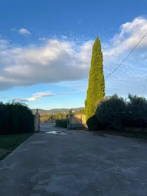 a tree sitting in the middle of a driveway at La Geneta Casa Vacacional in Vilobi Del Penedes