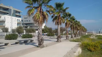 a row of palm trees next to a sidewalk at ALEXANDRA´s BEACH-PORT in Badalona