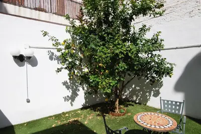 a tree in a yard next to a bench at Cami Ral in Premiá de Mar