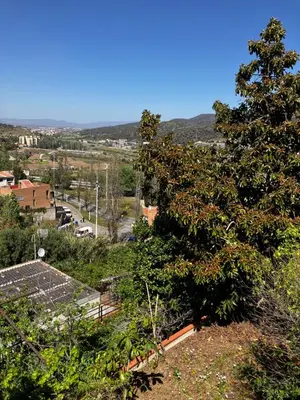 a tree on the side of a hill at Loft Rural Barcelona in Barcelona