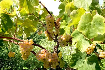 a bunch of grapes hanging from a tree at El Recer in Sant Pau dʼOrdal