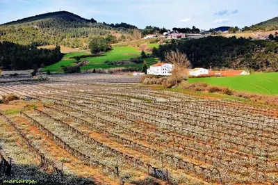 an overview of a field of crops on a hill at Habitación y Baño Privado, Tranquilidad y Naturaleza. in Barcelona