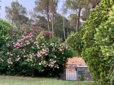 a bush with pink flowers in a garden at Vivenda de luxe a Barcelona in Sant Cugat del Vallès