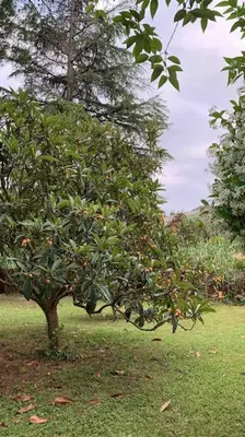 a tree with apples on it in the grass at Vivenda de luxe a Barcelona in Sant Cugat del Vallès