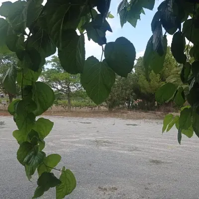 a tree with green leaves in front of a field at Ca La Montserrat - Wine Rural House in San Martín Sarroca