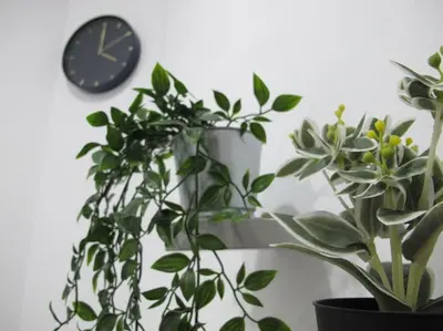 two potted plants and a clock on a wall at Best refuge in Barcelona in Sant Adria de Besos