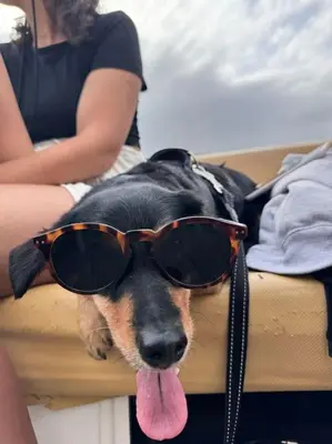 a dog wearing sunglasses with its tongue at Precioso estudio con terraza en Florida E1 in Hospitalet de Llobregat