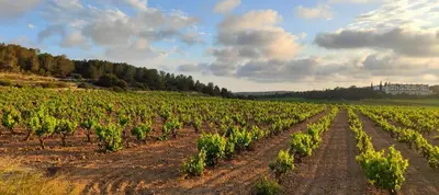 a vineyard with rows of green plants in a field at Ànima del Garraf in Sitges