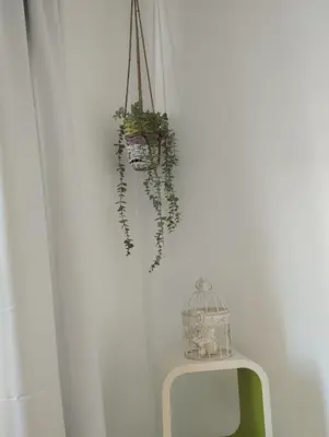 a bathroom with a mirror and a bird cage and plants at Apartment Barca 1 Camp Nou in Hospitalet de Llobregat
