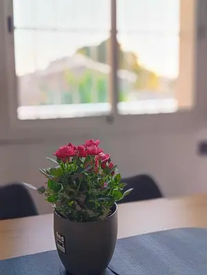 a potted plant sitting on top of a table at CasaKech in Vilanova i la Geltrú