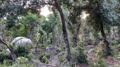 an elephant walking through a forest with trees at Parc du Montnegre avec magnifique vue mer in Tordera