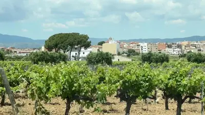 a vineyard with a city in the background at La Casita Soler The Soler Cottage in Arbós