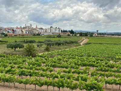 a field of crops with a town in the background at La Casita Soler The Soler Cottage in Arbós