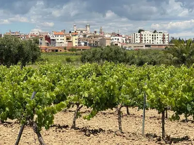 a bunch of green grapes in a field with a city at La Casita Soler The Soler Cottage in Arbós
