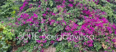 a bunch of purple flowers in a garden at SUITE Bougainvillea in Lliçà d'Amunt
