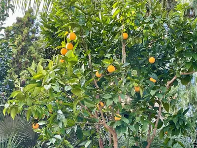 a garden with many different plants and trees at Entire villa with pool, ocean & mountain views in Sitges
