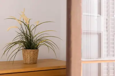 a plant sitting on a shelf next to a window at ApartEasy - PURE GRACIA, excellent location in Barcelona