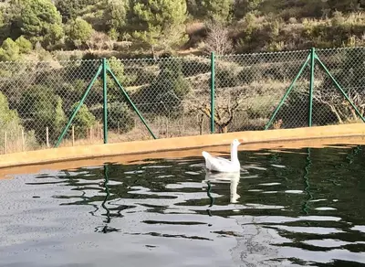 a white bird in the water near a fence at Ca la Neus - Casa per 8 persones al poble de Mura in Mura