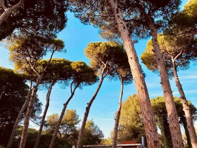 a group of tall trees with a blue sky in the background at Pineda 38 in Gavà