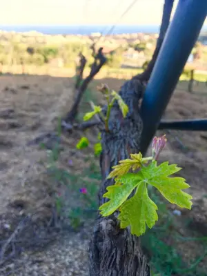a plant growing on the side of a tree at Beautiful 15th century villa on 30 acre estate, for families only in Alella