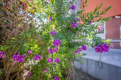 a bunch of purple flowers in front of a building at Gavamar in Gavà