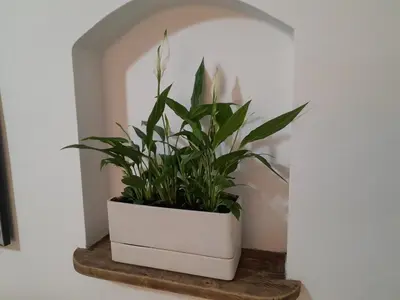 a plant in a white pot sitting on a shelf at Apartment Dolce Vita lovely in Sitges
