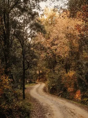 a dirt road with trees on both sides at Paratgea in Llinars del Vallès