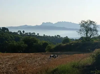 a cow standing in a field of grass at Casa rural Cal Farriol in Mediona