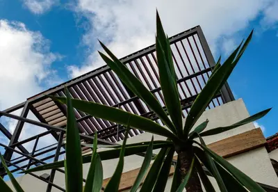 a plant in front of a building at Pergola Suite - Boutique Retreat Loft Barcelona Coast Panoramic Sea View in Sant Andreu de Llavaneres