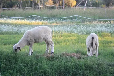 two sheep grazing in a field of grass at Accommodation in a 13th century Catalan farmhouse in Terrassa