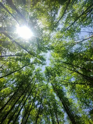 a view from the ground looking up into the trees at El Roserar Cabaña de Madera y Caravana Vintage Parque Natural del Montseny in Montseny