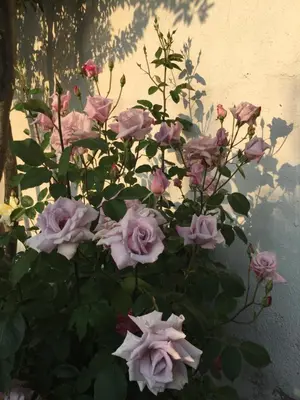 a bouquet of pink roses in front of a wall at HOTEL RESTAURANT TURÓ de la TORRE in Manresa