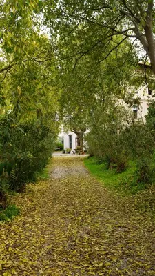 a road covered in leaves with trees and a house at Torre d'en Malla in Martorell
